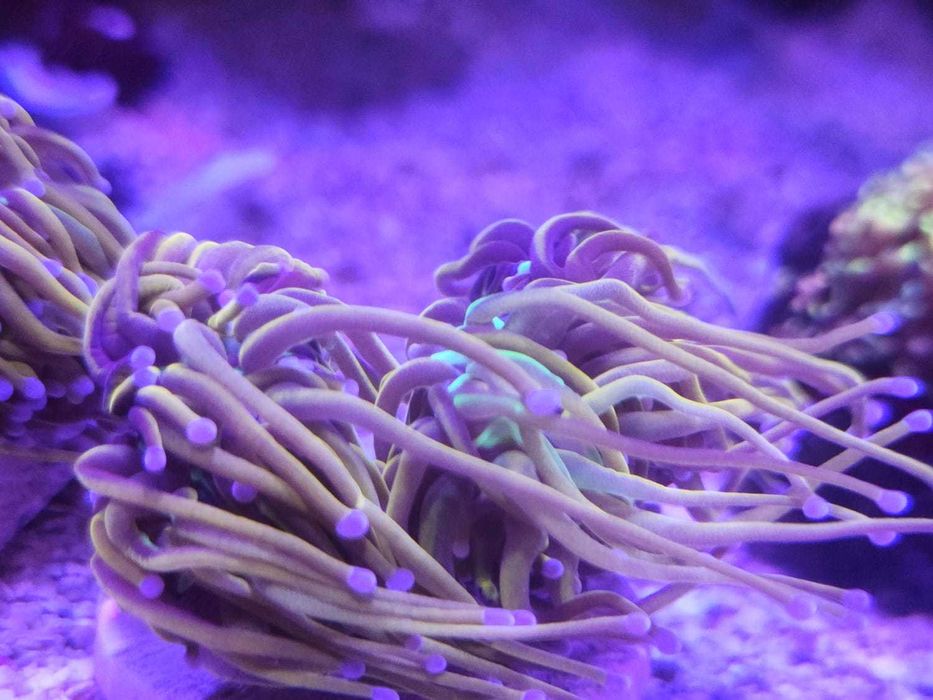 Corais Euphyllia Dragon tamer e goniopora