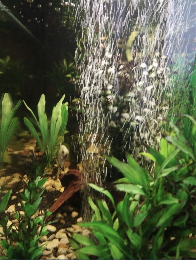 Roślinka akwariowa_duża ok 25cm_sztuczna roślina do akwarium_terrarium