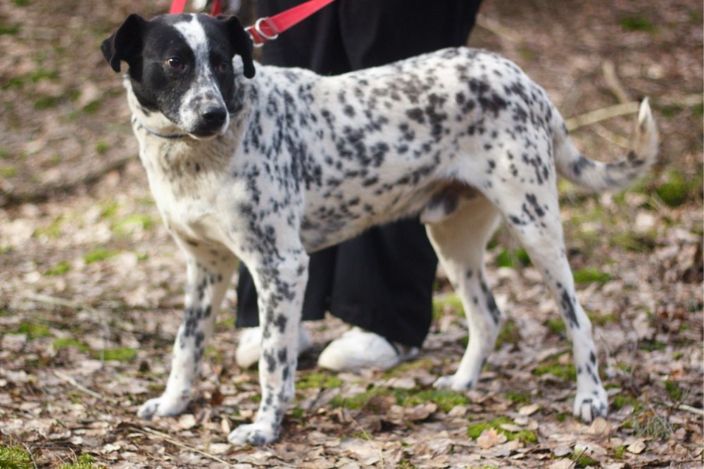 Łaciaty gentelmen czyli Ambaras czeka na dom
