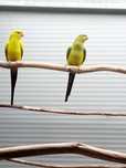 Casal de regentes