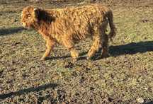 Krowy szkockie, Higland Cattle