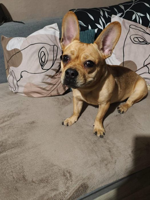 Mam do oddania pieska buldoga francuskiego, wabi się Majli, za darmo w