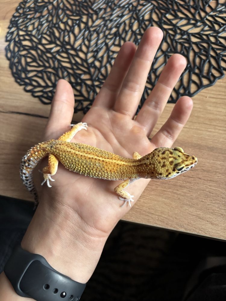 Gekon Lamparci Superhypo Tangerine