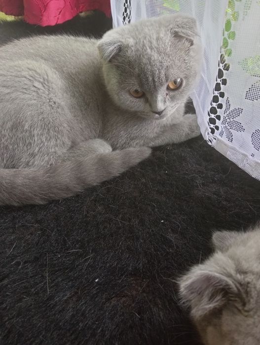 Шотландские котята
