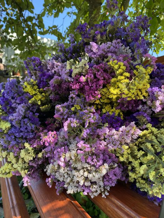 Геліхризум, кермек, статиця сухоцвіт / врожай 2025 року