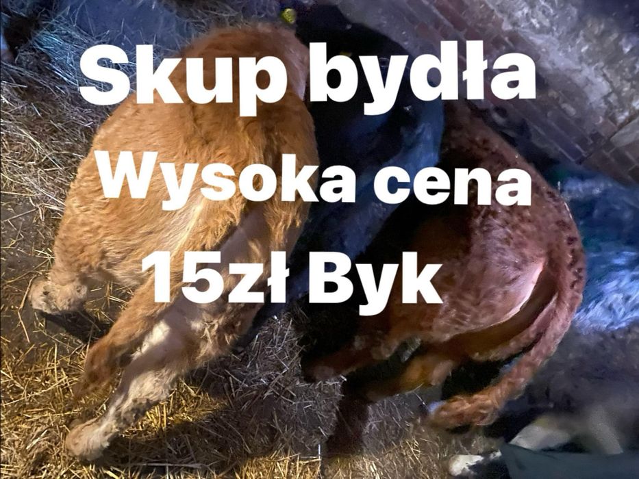 Byk krowa jałówka