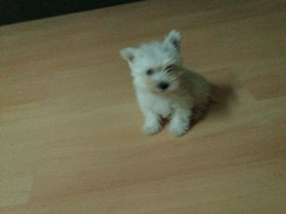 west highland white terrier criado em ambiente familiar disponível par