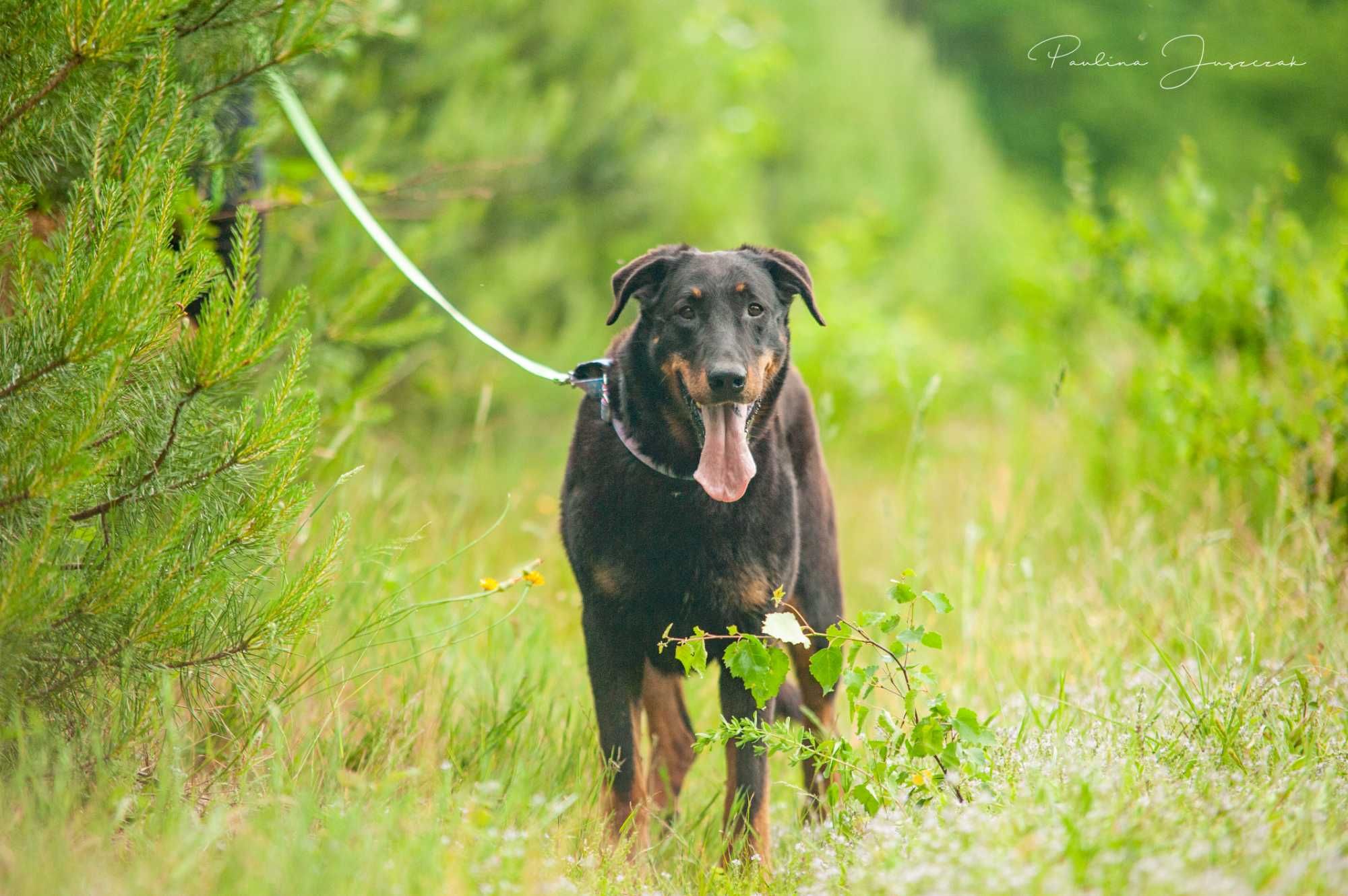 Beauceron Ina czeka na kochający dom!