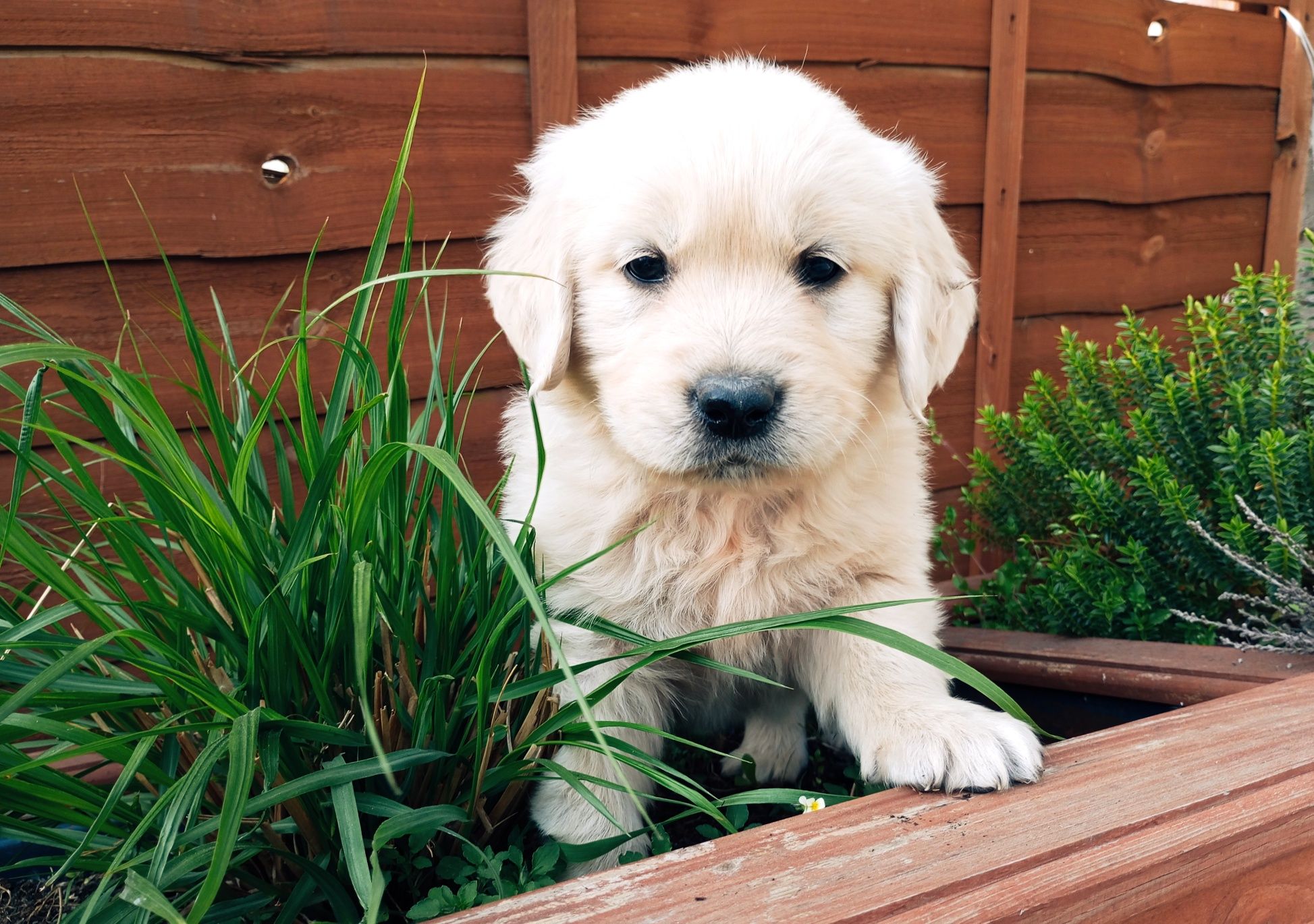 Golden Retriever