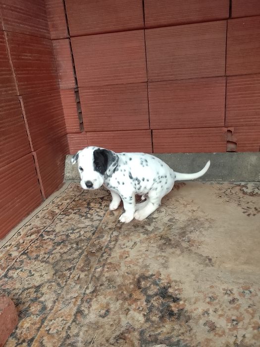 Cachorro Dalmata