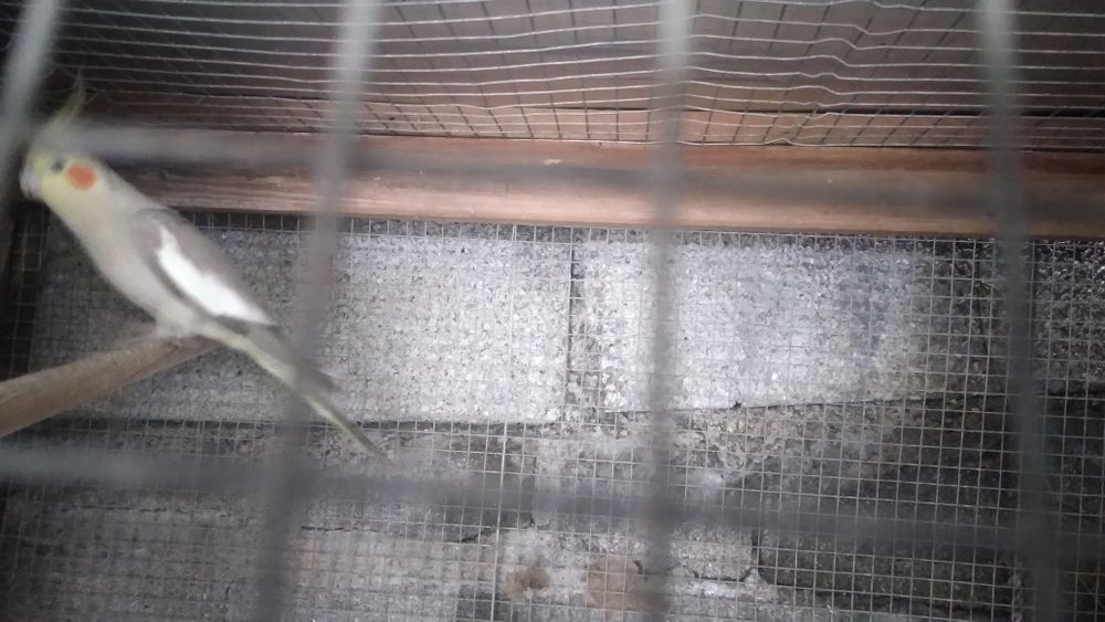 Vendo esta femea de caturra