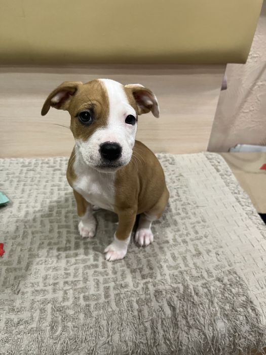 Цуценята амстаффа