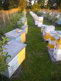 Продукція бджільницива