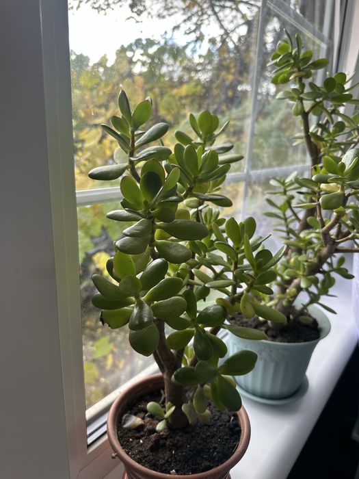 Крассула, денежное дерево