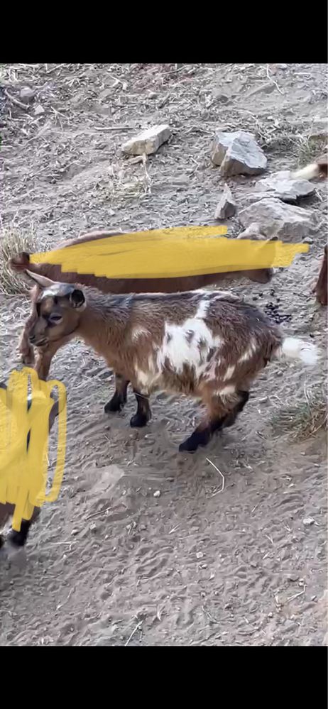Tenho uma cabrita ana