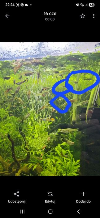 Młode gupiki  cena za sztuke