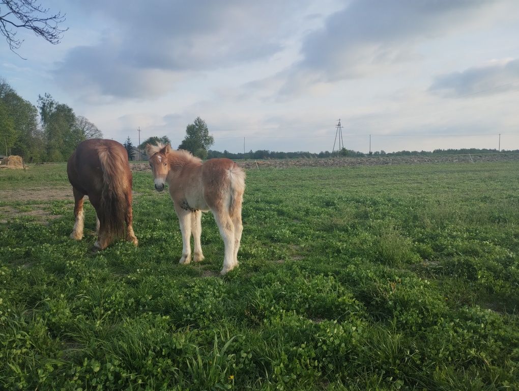 Klacz sokólska ze źrebicą