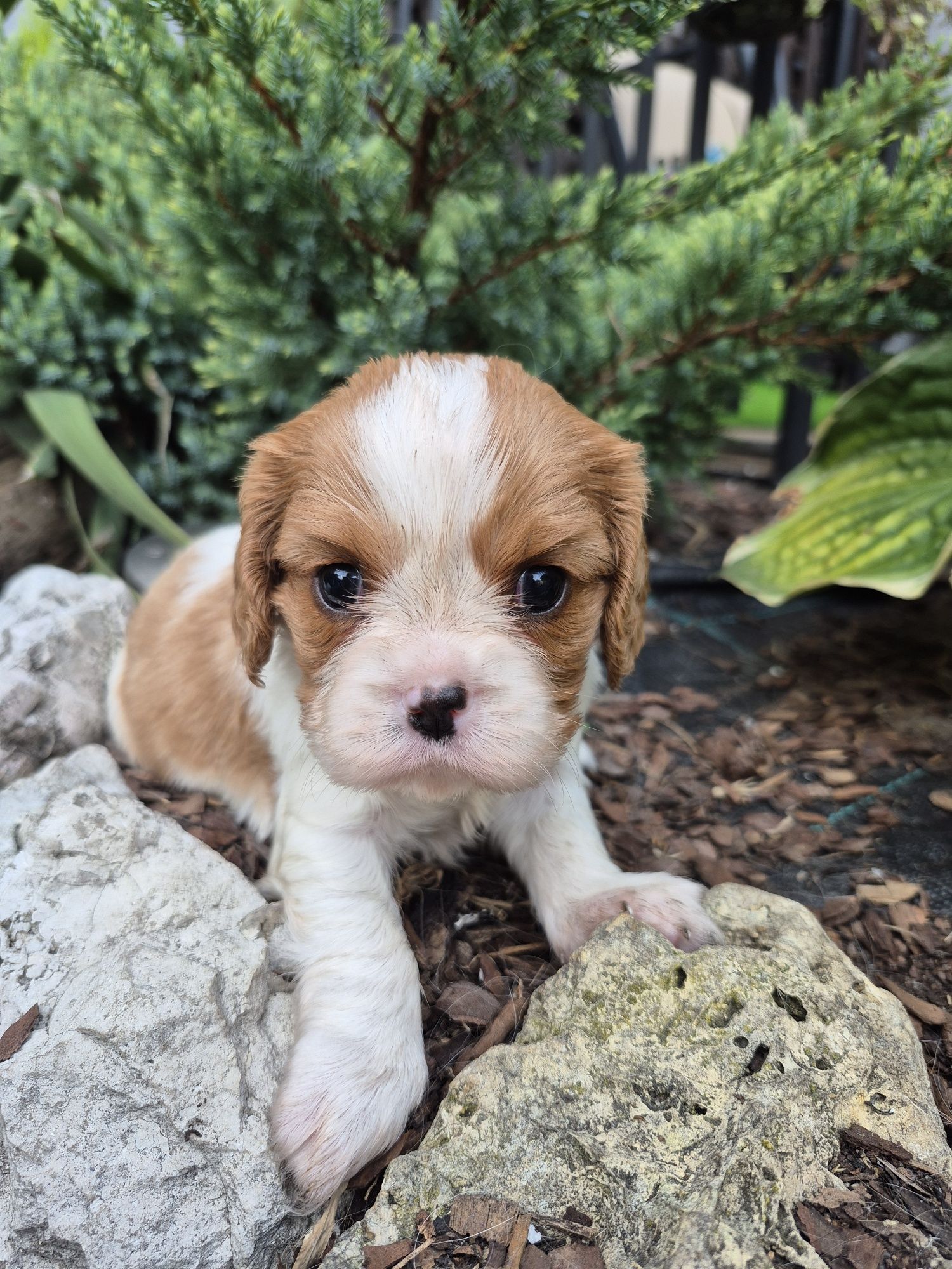 Cavalier King Charles Spaniel