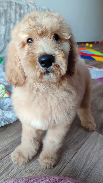 Goldendoodle standard badania genetyczne pudel dogoterapia