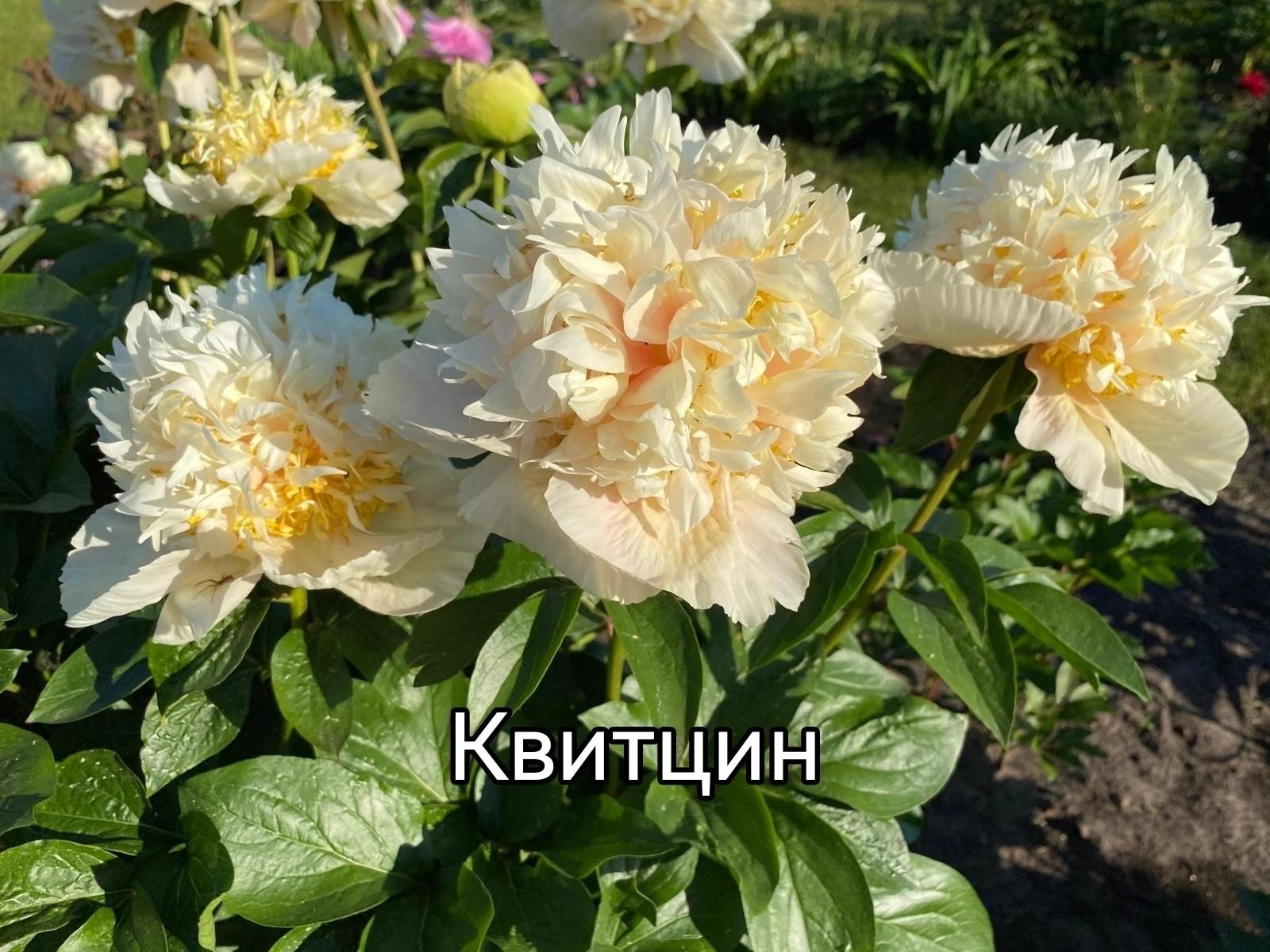 Пионы корни  на посадку