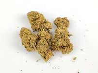 Susz Konopny CBD OG Kush – CBD < 20% 1 Gram