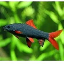 Grubowarg zielony (labeo) - Epalzeorhynchos frenatum