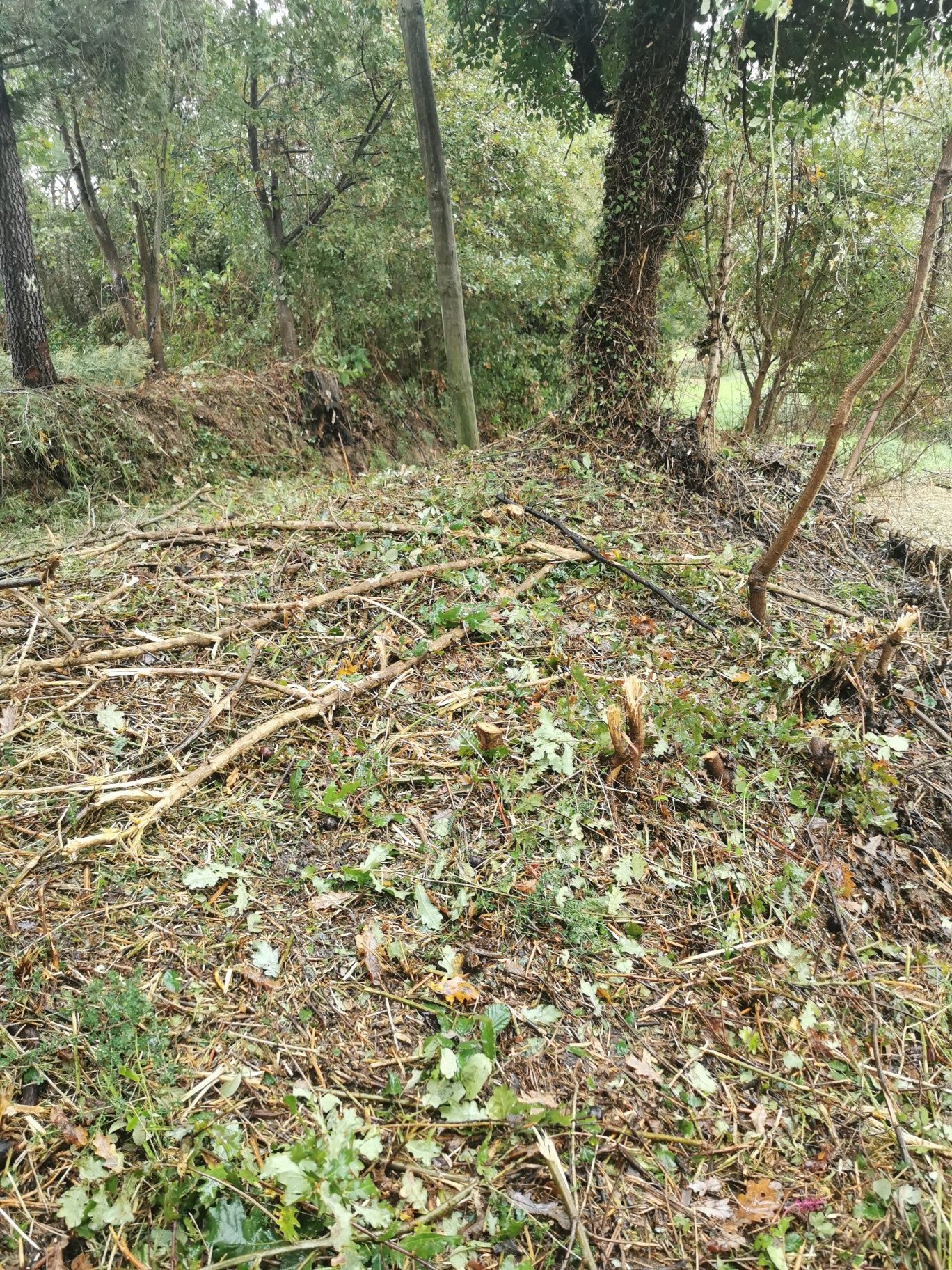 Limpeza de terrenos alguma dúvida ou interesse contactar