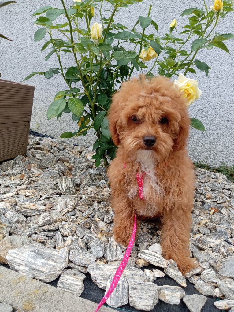 Suczka Maltipoo F1 b.