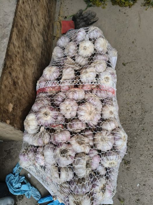 Czosnek polski harnaś dowóz gratis