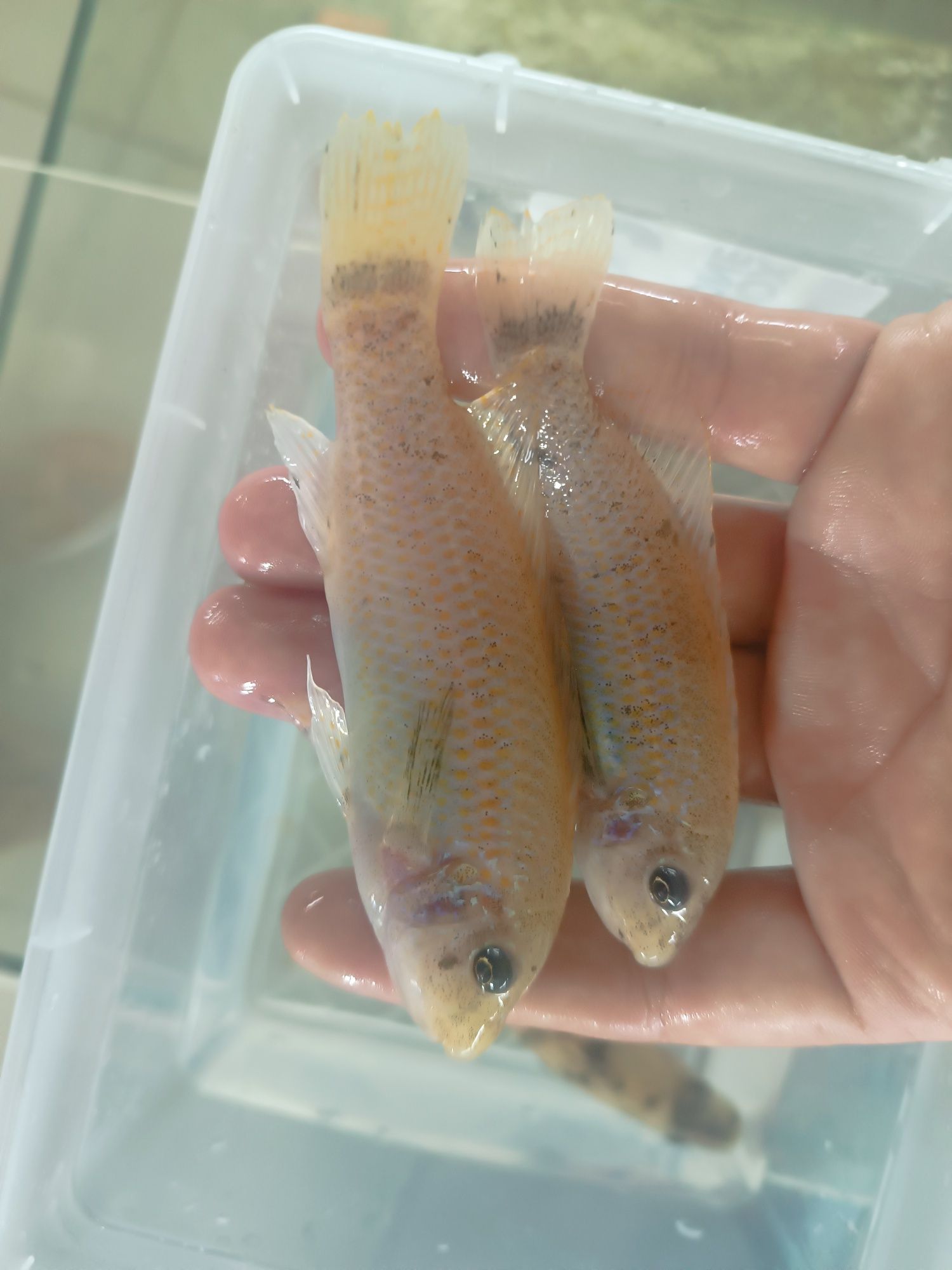 Labeotropheus Trewavasea Chillumba