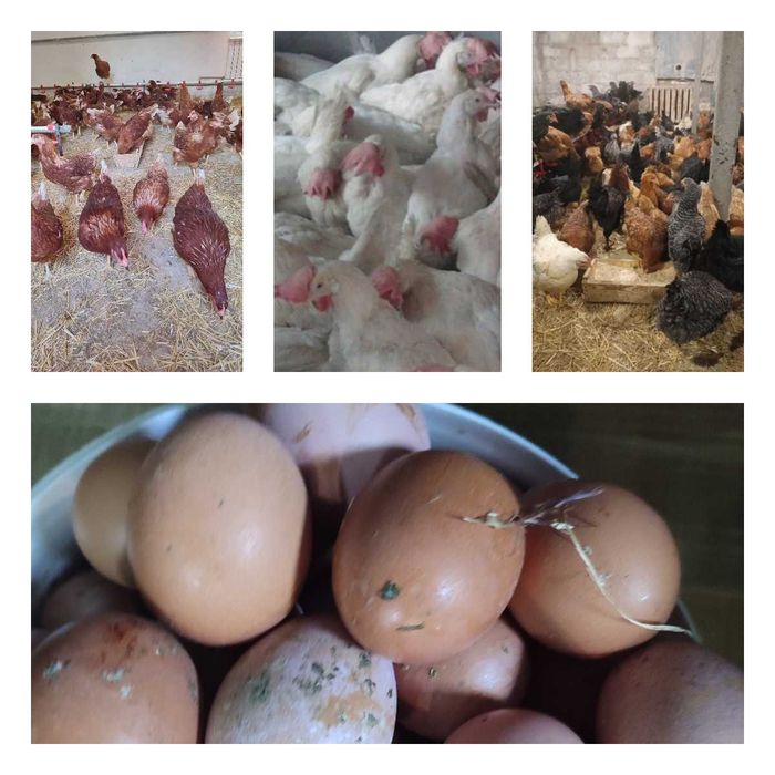 Продам кури несушки! Доставка безкоштовна. Драбів!