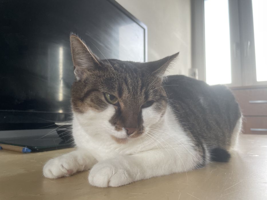 Oddam kotkę która ma 19 miesiecy wykastrowana