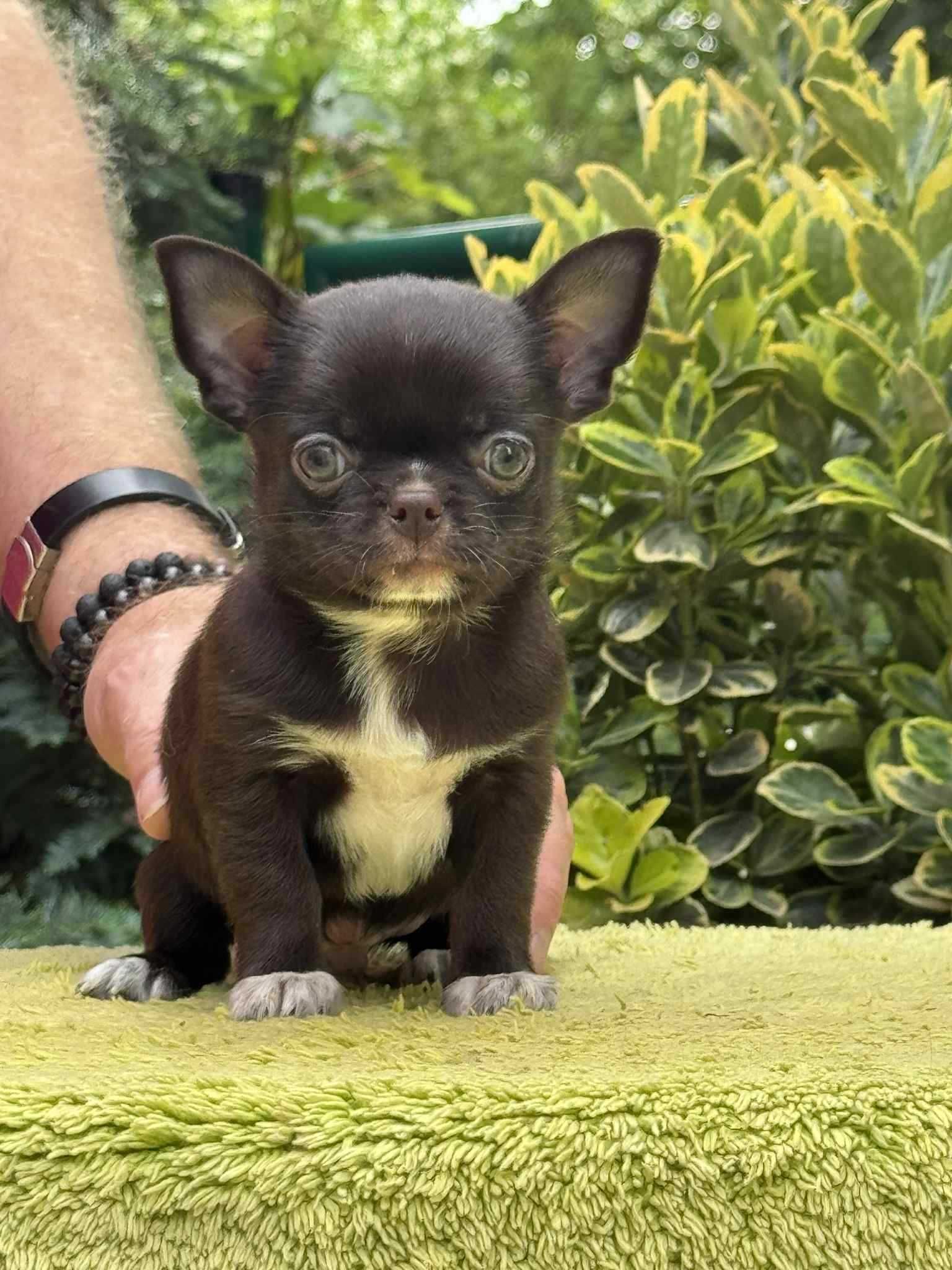 Chihuahua - Cudny krótkowłosy czekoladowy chłopczyk - ZKwP/FCI