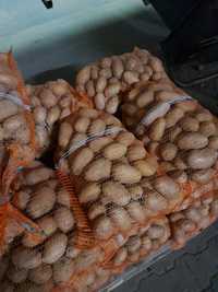 Ziemniaki  odmiany Soraye
