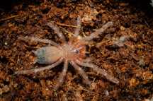 Lasiocyano sazimai L3