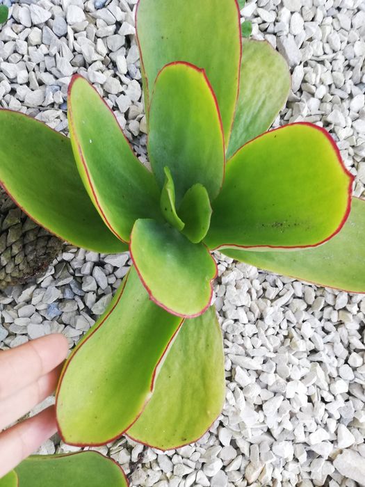 Aeonium arbureum e suculentas
