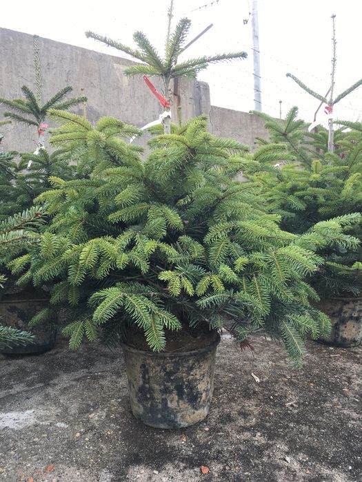 Jodła kaukaska  (Abies nordmanniana)