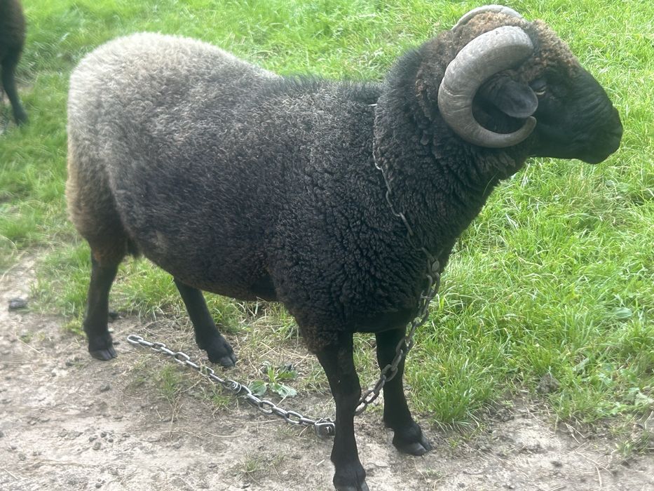 Продам робочого барана