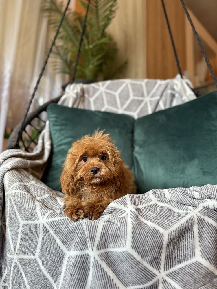 Cavapoo f1 chłopiec red rudy samiec pies pudel