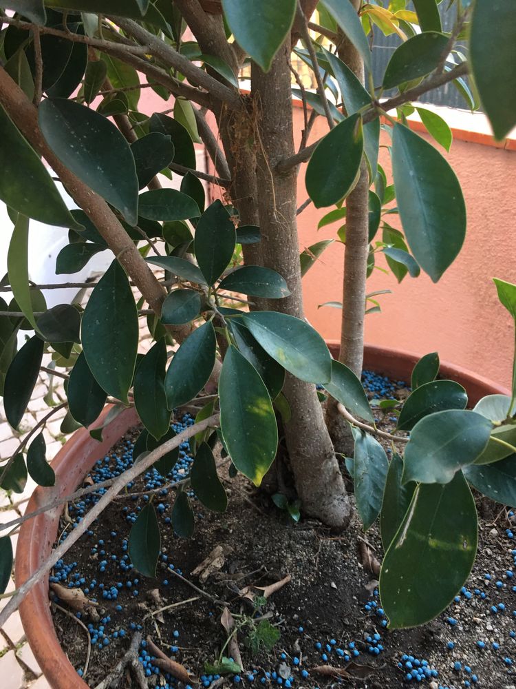 Ficus Ginseng -planta - **** AGORA: 70€ ****