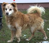 Ludwik - pies do adopcji!
