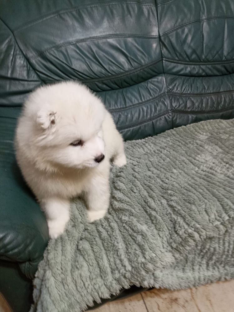 Samoyed szczeniak