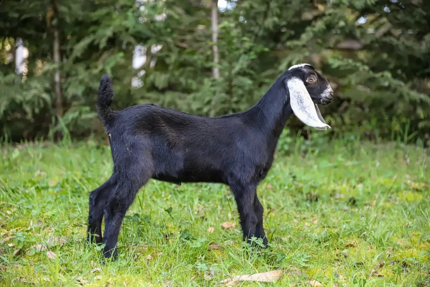 Cabras Anglo Nubianas