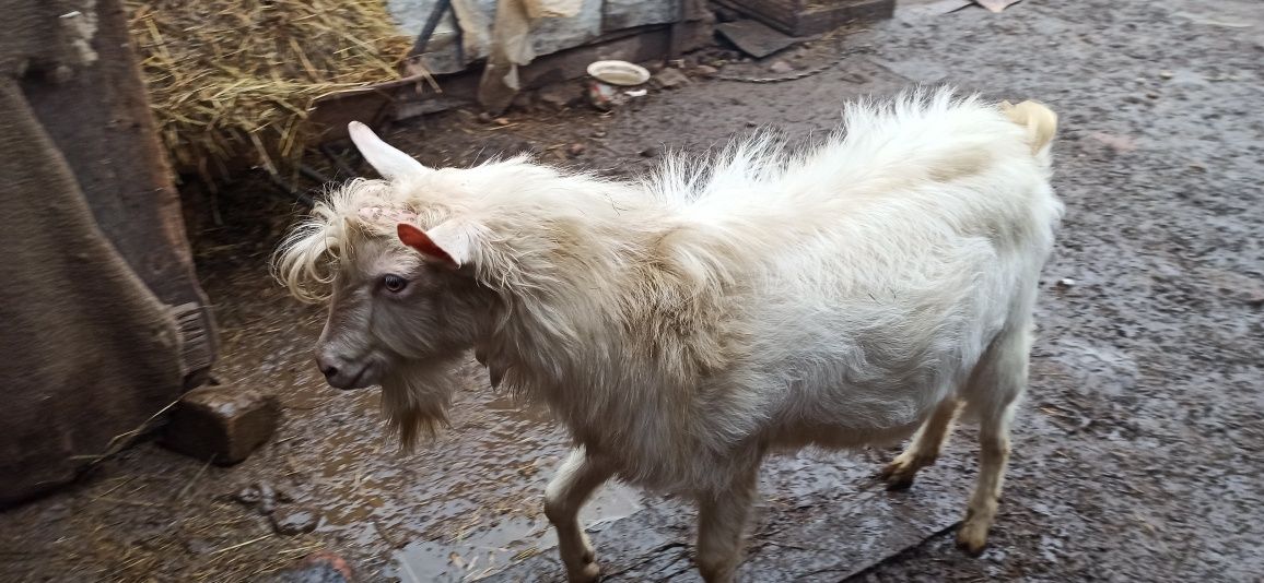 Робочий цап, 11 місяців