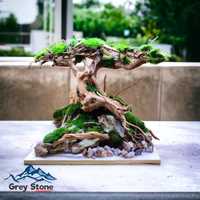 Drzewko bonsai do akwarium