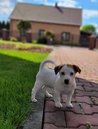 Jack Russell Terrier Piesek Śliczny 1