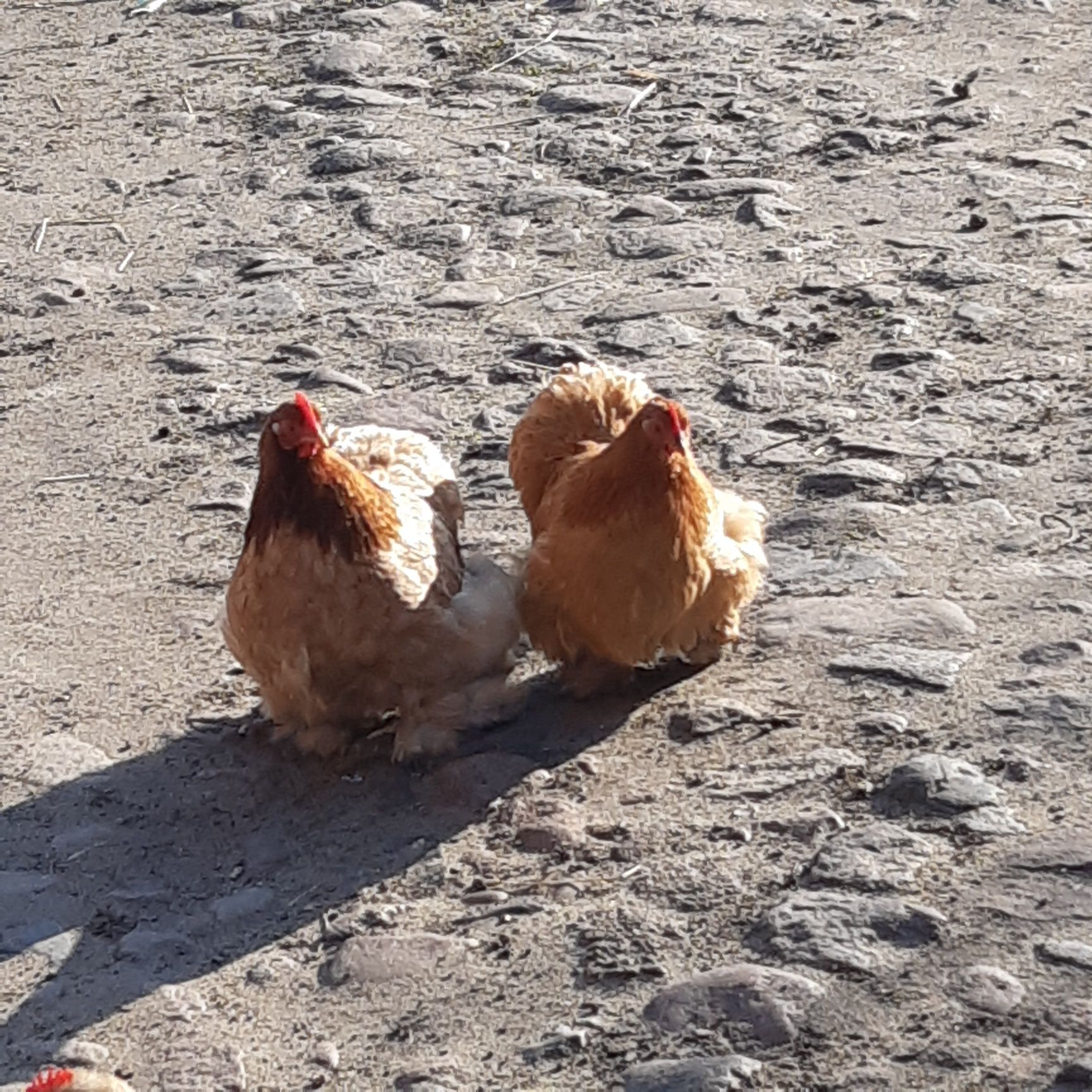Jaja lęgowe kochin miniaturowy