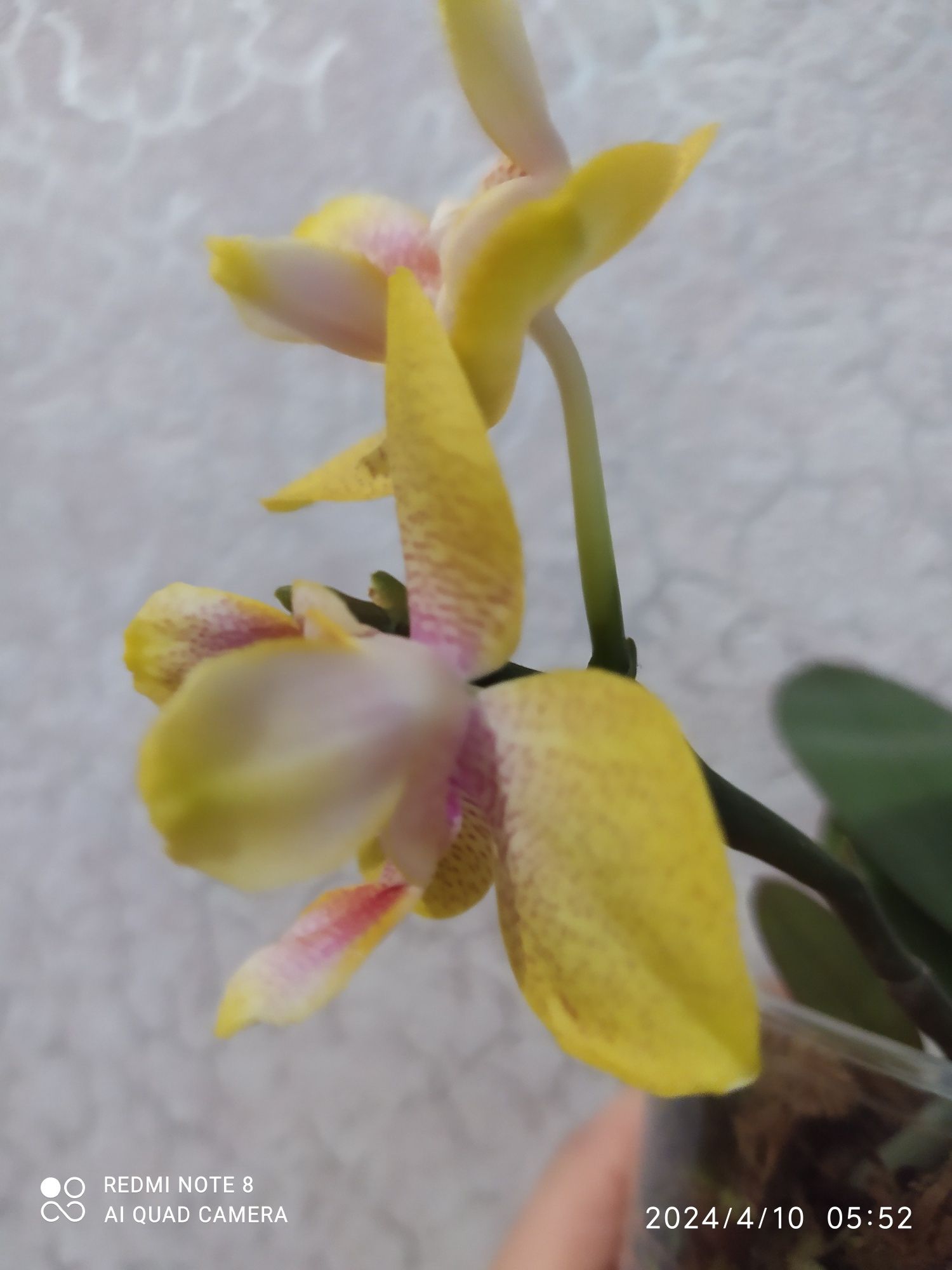 Орхідея пілор жовта
