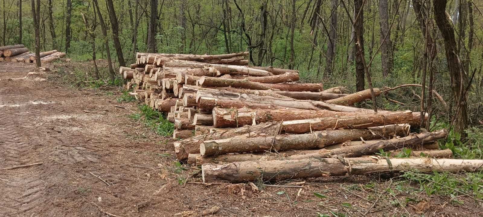 Продам дрова довжина від 2,0-4,0 м. сосна.