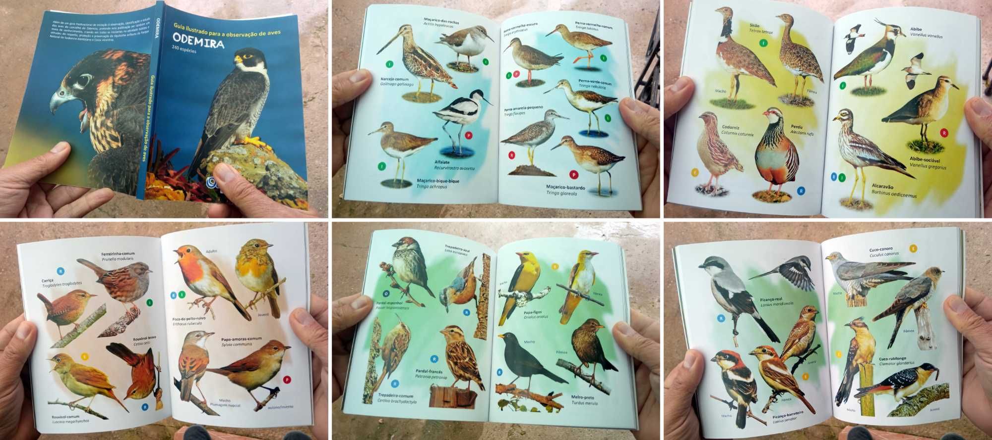 Guia de Aves do Concelho de Odemira